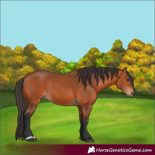 Horse Color:Unknown 