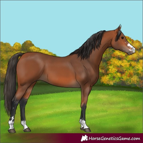 Horse Color:Bay 