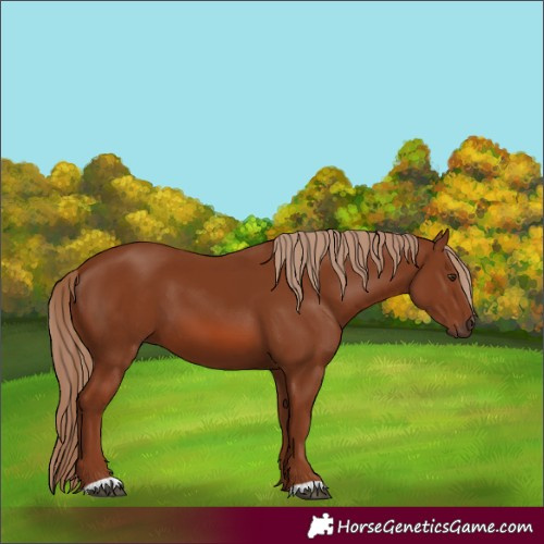 Horse Color:Unknown