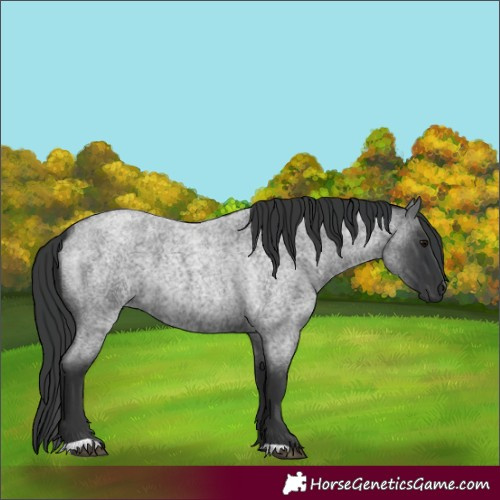 Horse Color:Unknown 