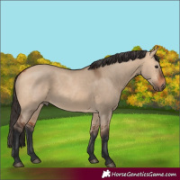 Horse Color:Bay Dun 
