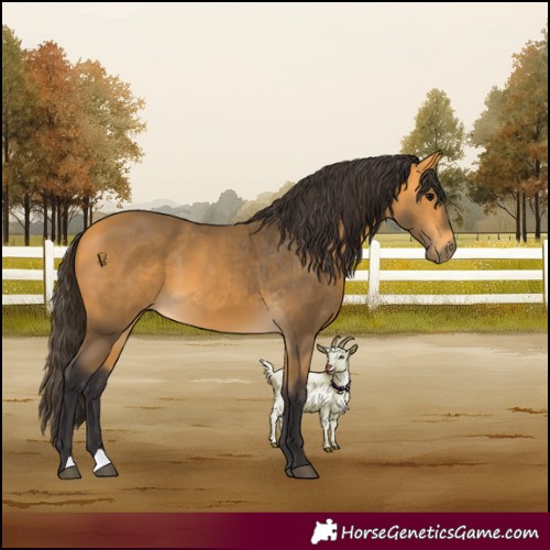 Horse Color:Buckskin 