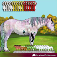 Horse Color:Watercolor Plaid White Spotted Bay Ice Pearl Onyx