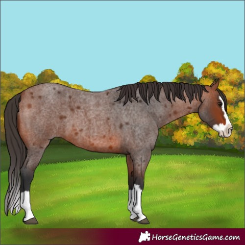 Horse Color:Bay Roan Splash