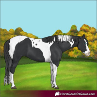 Horse Color:Black Splash Tobiano 