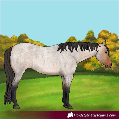 Horse Color:Bay Roan Dun 