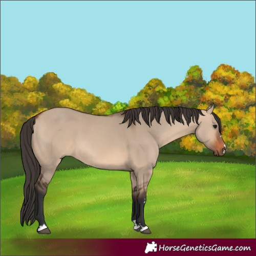 Horse Color:Bay Dun