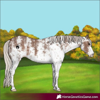 Horse Color:White Spotted Silver Black 