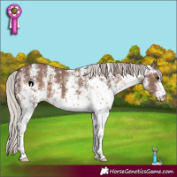 Horse Color:White Spotted Silver Black