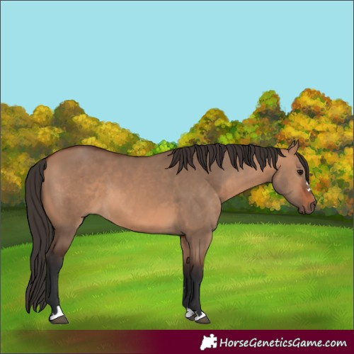 Horse Color:Bay Dun 