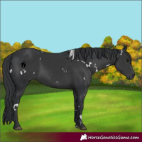 Horse Color:White Spotted Black 