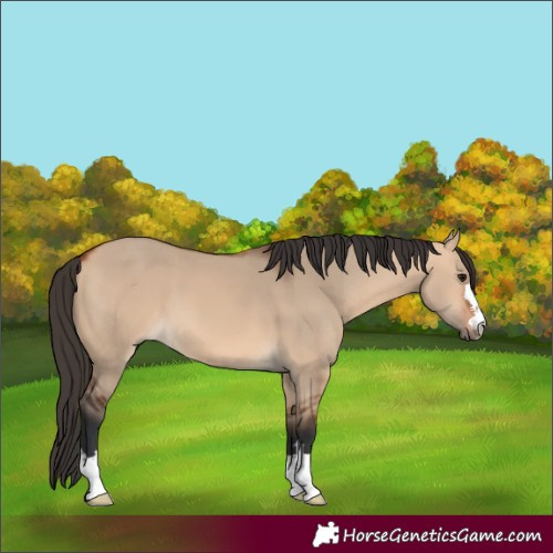 Horse Color:Bay Dun 