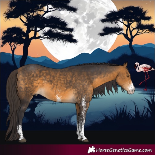 Horse Color:White Spotted Buckskin 