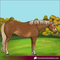 Horse Color:Gray Palomino 