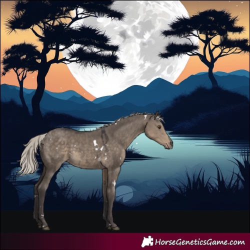 Horse Color:White Spotted Silver Smoky Grullo 