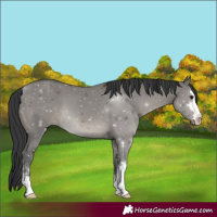 Horse Color:Grullo