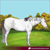 Horse Color:Gray Nacre Classic Champagne Ice Tobiano