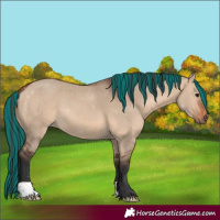Horse Color:Painted Bay Dun 