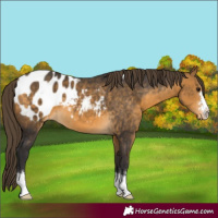 Horse Color:Buckskin Blanket 