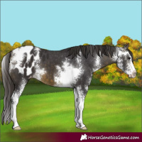 Horse Color:Buckskin Sabino Appaloosa 
