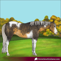 Horse Color:Silver Buckskin Sabino Tobiano 
