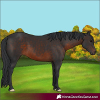 Horse Color:Brown 