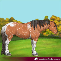 Horse Color:Bay Tobiano Snowcap