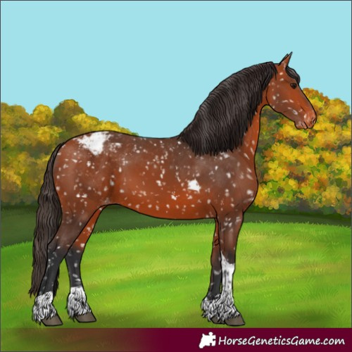Horse Color:Bay Tobiano Appaloosa 