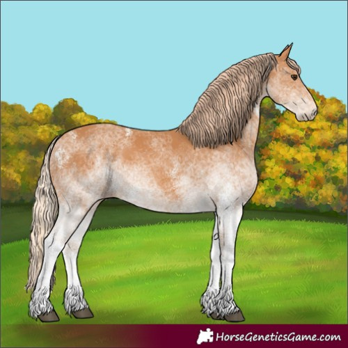 Horse Color:White Spotted Chestnut 