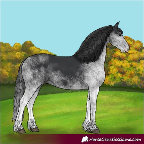 Horse Color:White Spotted Black 