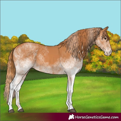 Horse Color:White Spotted Chestnut 