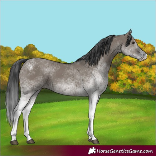 Horse Color:White Spotted Grullo 