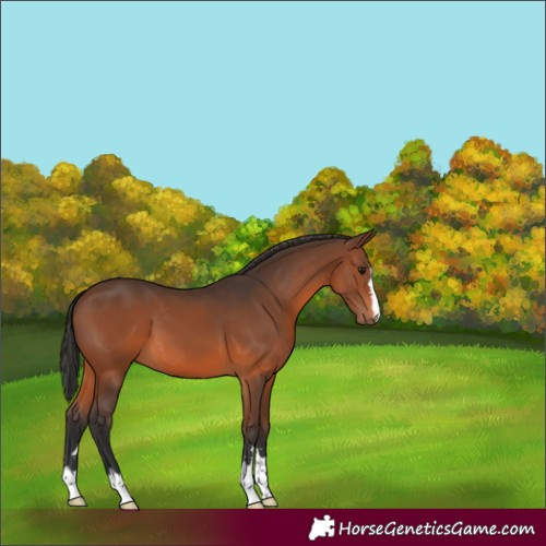 Horse Color:Brown 