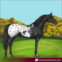 Horse Color:Black Appaloosa 