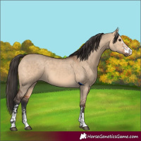 Horse Color:Bay Dun  and Bay Dun 