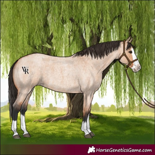 Horse Color:Bay Roan Dun Splash 