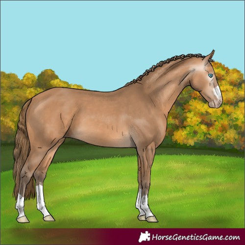 Horse Color:Gray Perlino