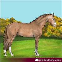 Horse Color:Gray Perlino