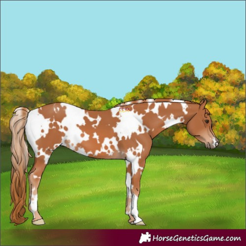 Horse Color:White Spotted Chestnut