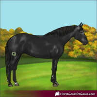 Horse Color:Unknown 