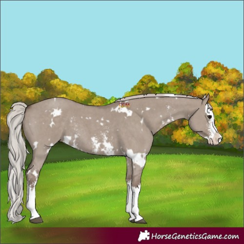 Horse Color:White Spotted Silver Grullo Sabino Splash