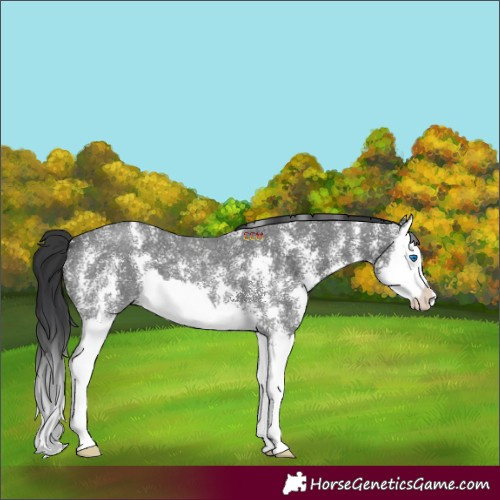Horse Color:Black Sabino Splash 