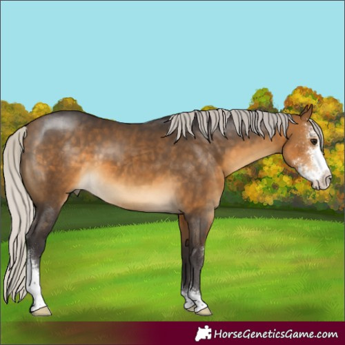 Horse Color:Silver Buckskin Sabino