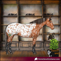 Horse Color:Bay Appaloosa 