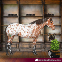 Horse Color:Bay Appaloosa 