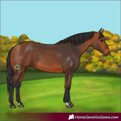 Horse Color:Bay 