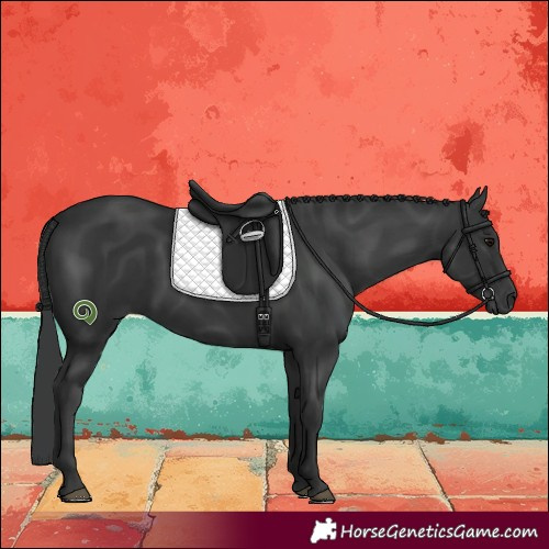 Horse Color:Black 