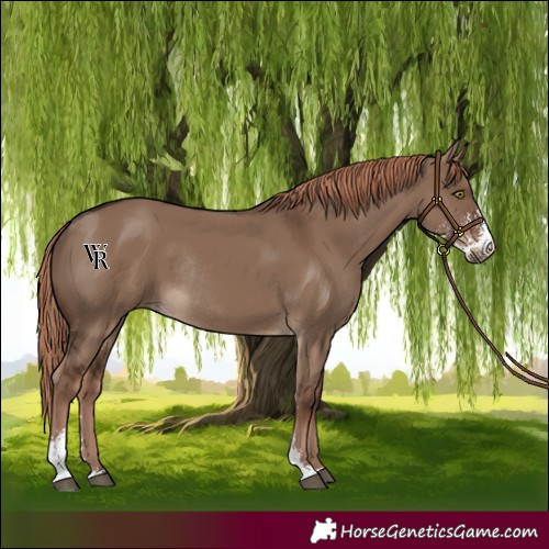 Horse Color:Liver Red Dun Sabino Rabicano