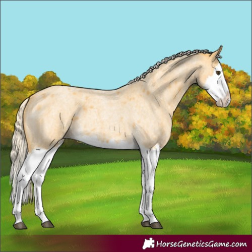 Horse Color:Palomino Roan Splash 