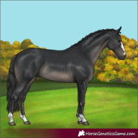 Horse Color:Black 